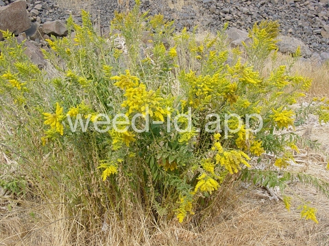 goldenrod, Canada